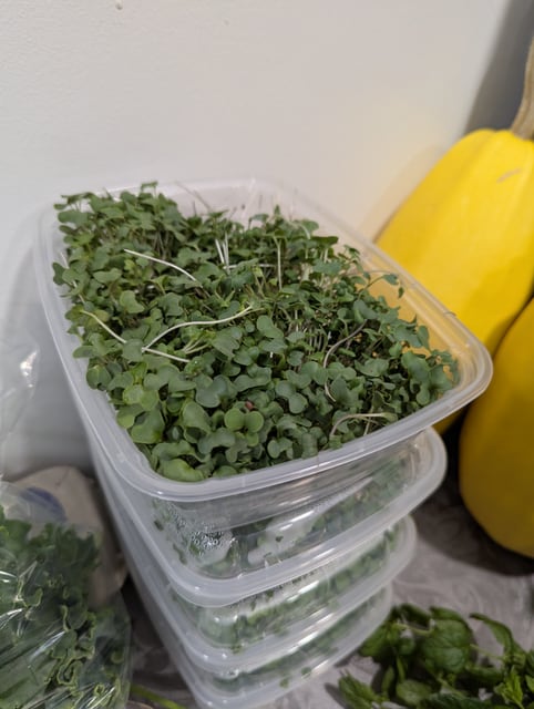 Broccoli Microgreens
