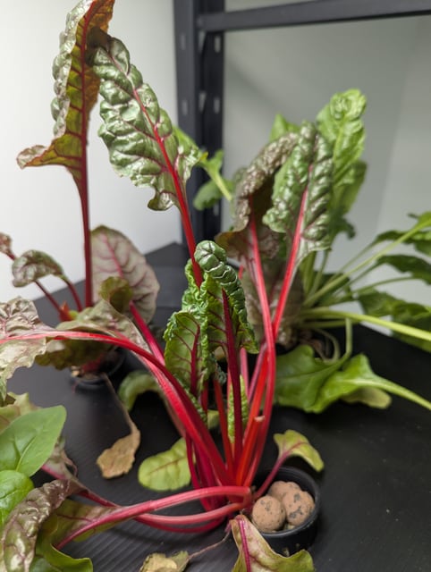 Rainbow Swiss Chard