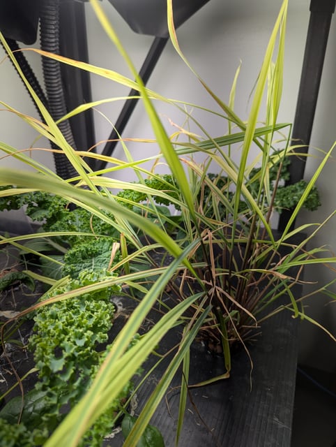 Lemongrass