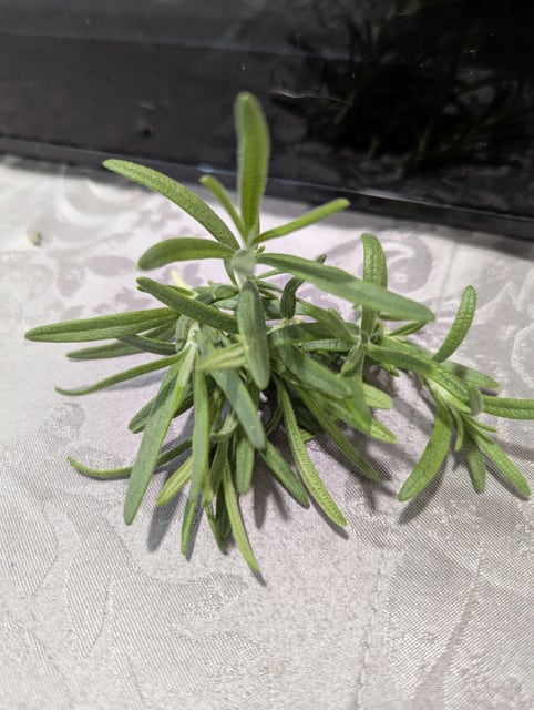 Rosemary