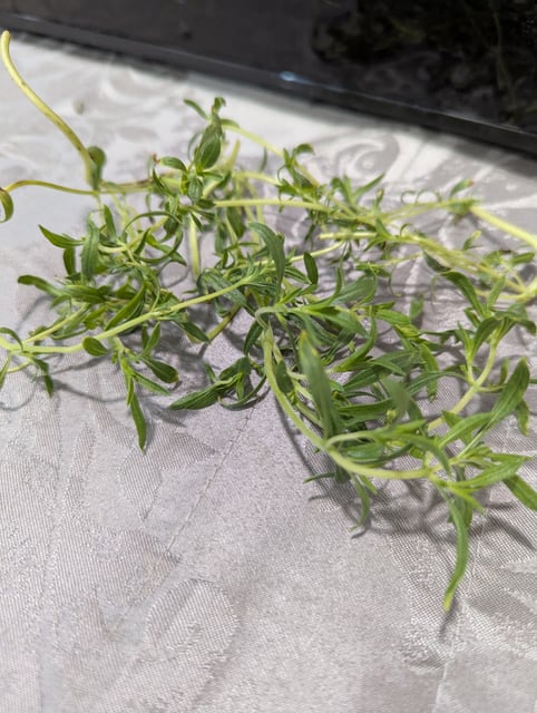 Summer Savory