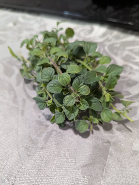 Oregano