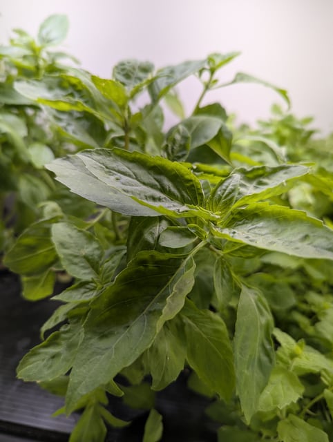 Cinnamon Basil