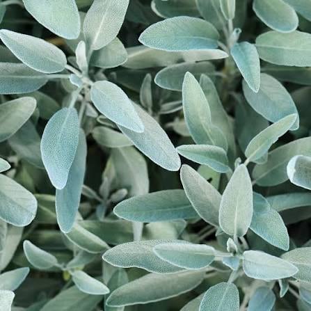 Sage