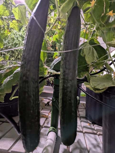 Cucumber