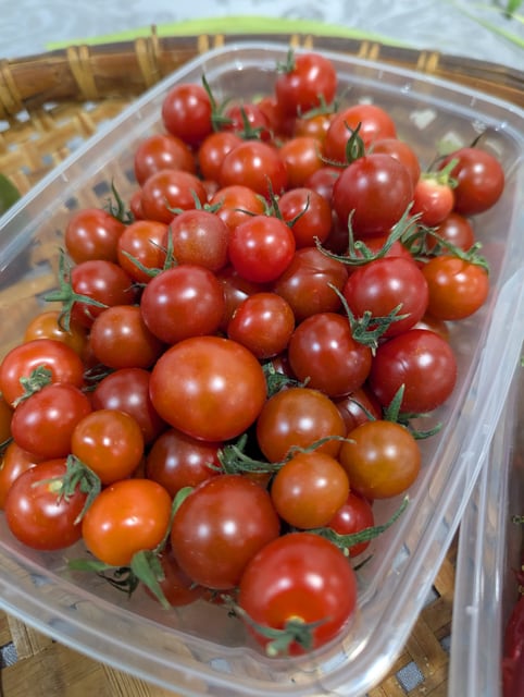 Tomatoes - Cherry