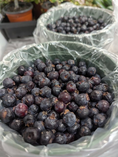 Saskatoon Berries