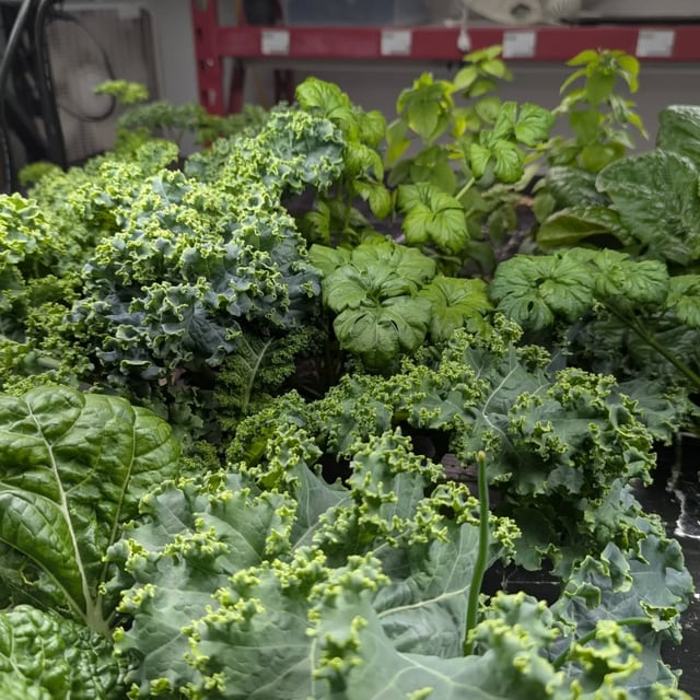 Kale