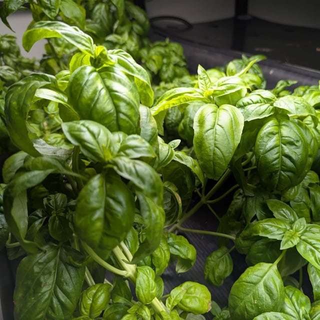 Basil