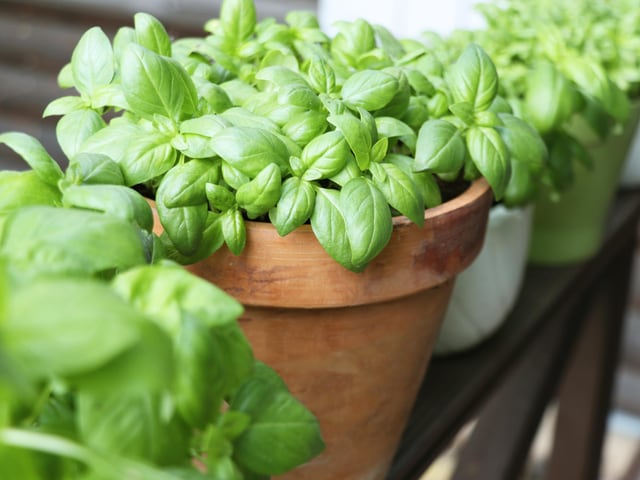 Basil