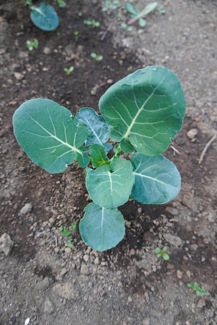 Broccoli
