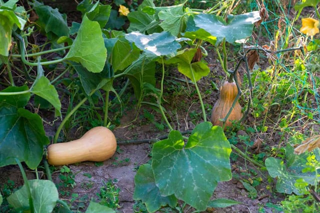 Butternut Squash