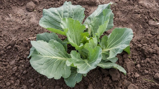 Cabbage