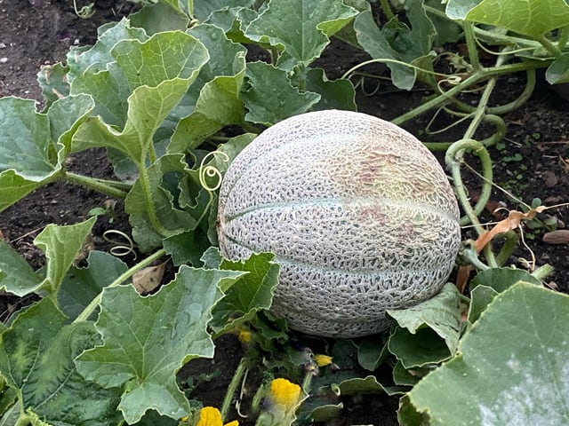 Cantaloupe