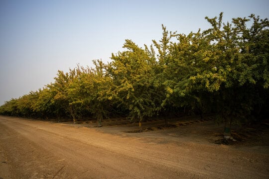 Caragana
