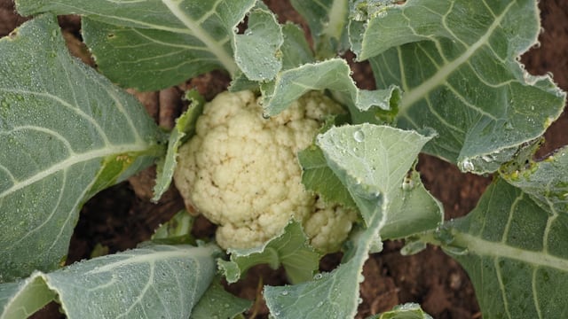 Cauliflower