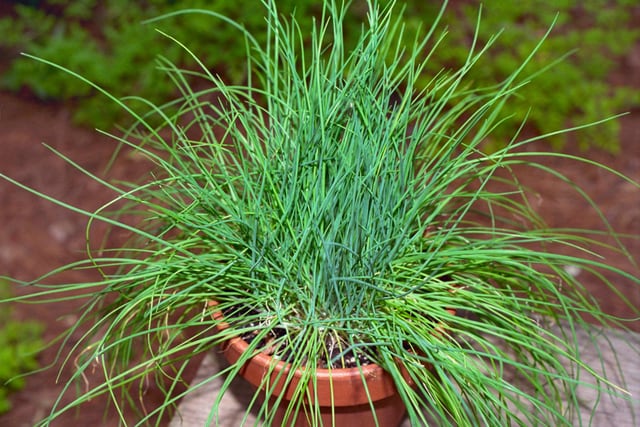 Chives