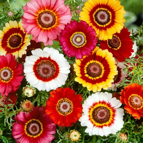 Chrysanthemum