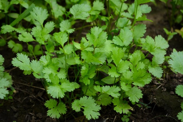 Cilantro