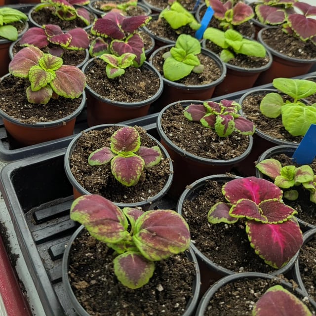 Coleus