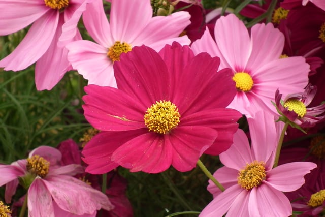 Cosmos