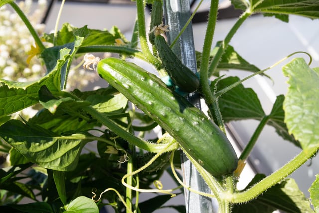 Cucumbers