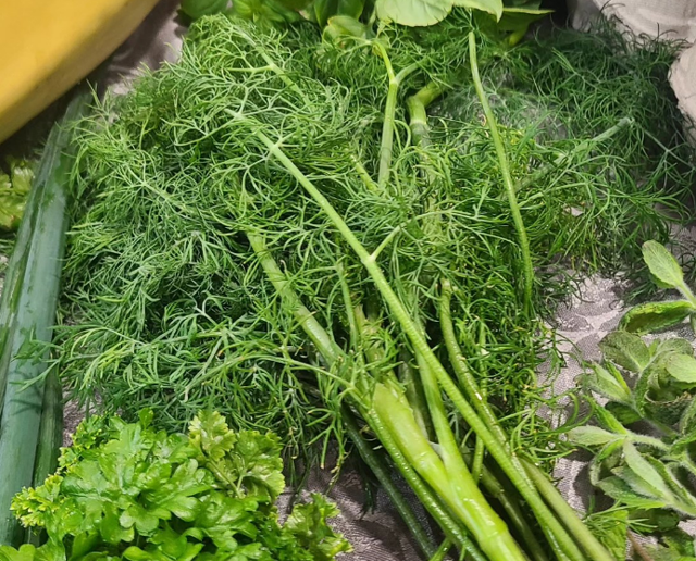 Dill