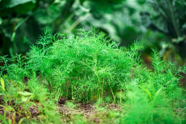 Dill