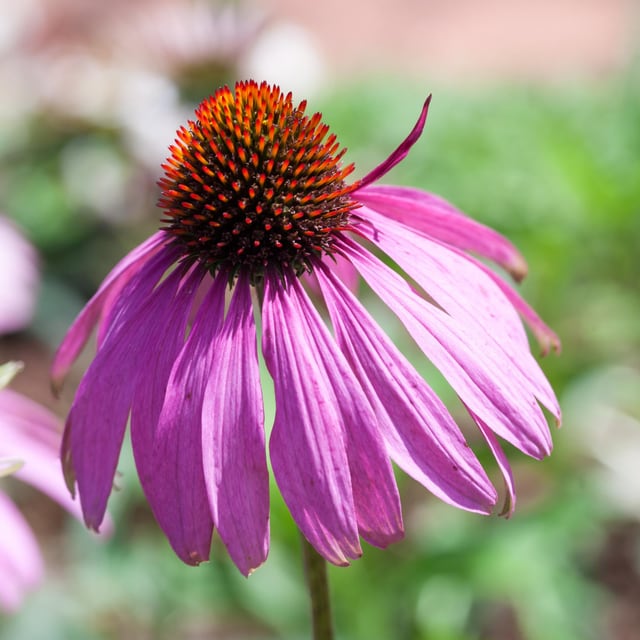 Echinacea