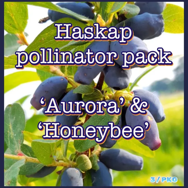 Haskap