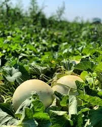 Honeydew