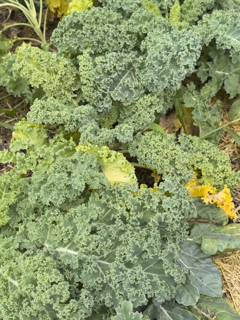 Kale