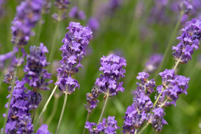 Lavender