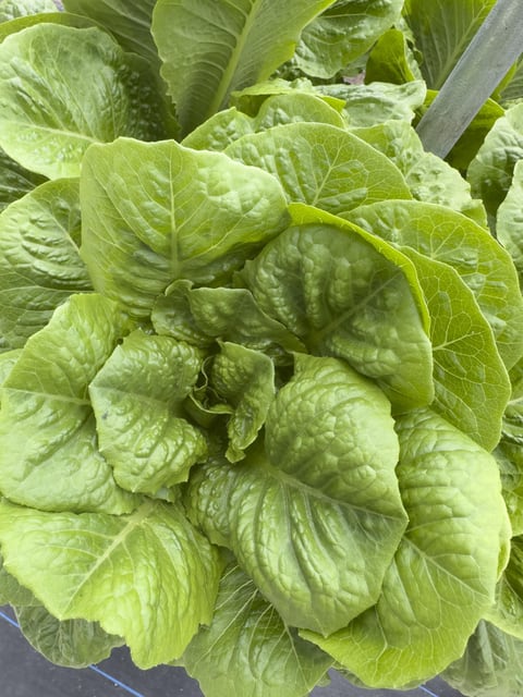 Lettuce