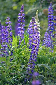Lupine