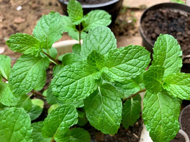 Mint