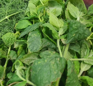 Spearmint