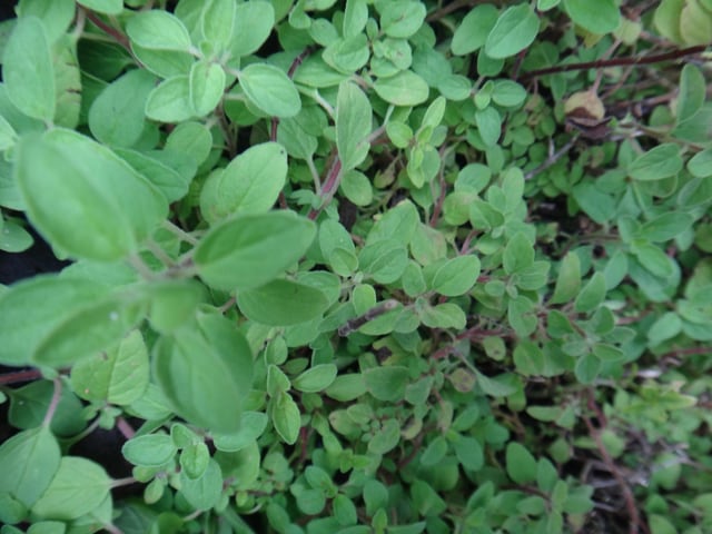 Oregano