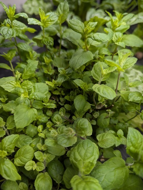 Peppermint