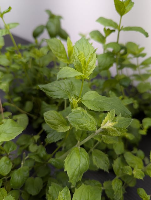 Spearmint