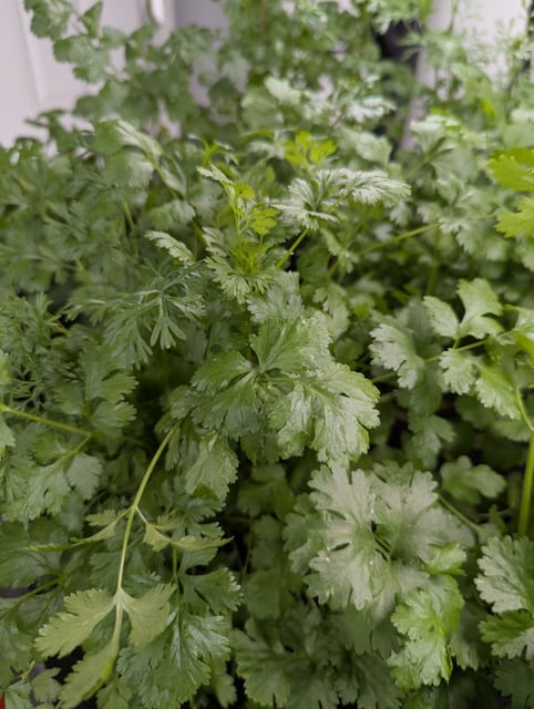 Cilantro