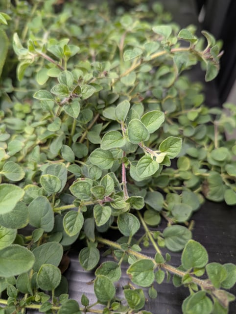 Thyme