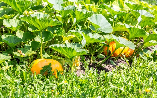 Pumpkins