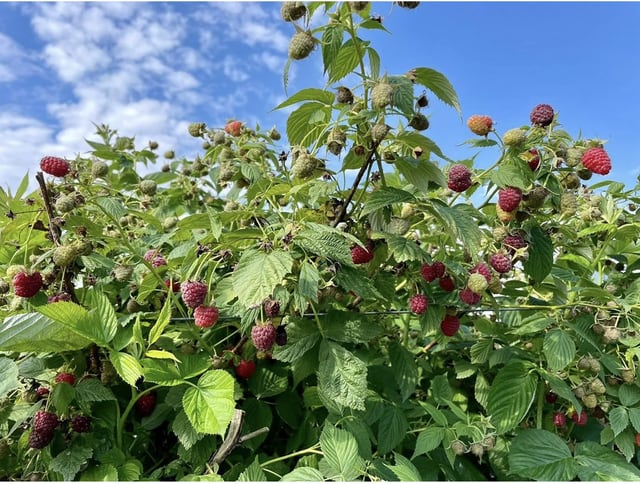 Raspberry