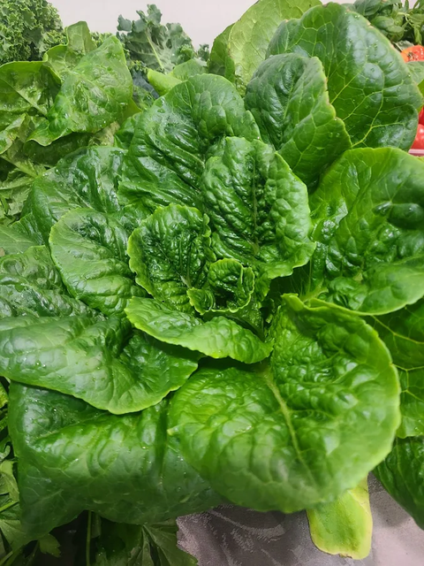 Romaine