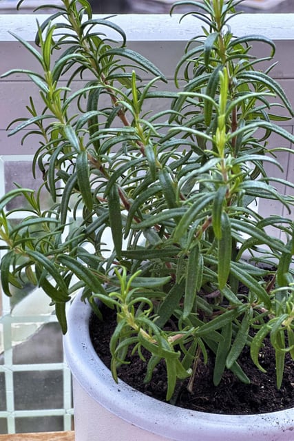 Rosemary