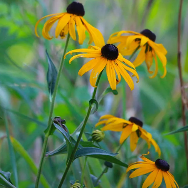 Rudbeckia
