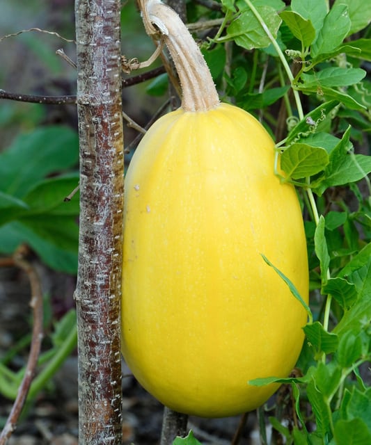 Spaghetti Squash