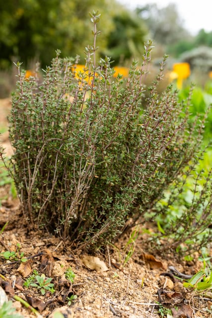 Thyme