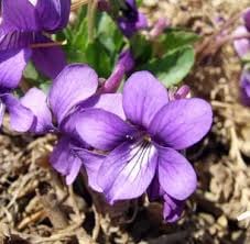 Viola